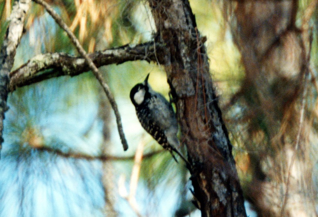 Woodpecker, Red-cockaded 1b, Osceola NF FL, 1-03, B07P104I01b.jpg - Red-cockaded Woodpecker